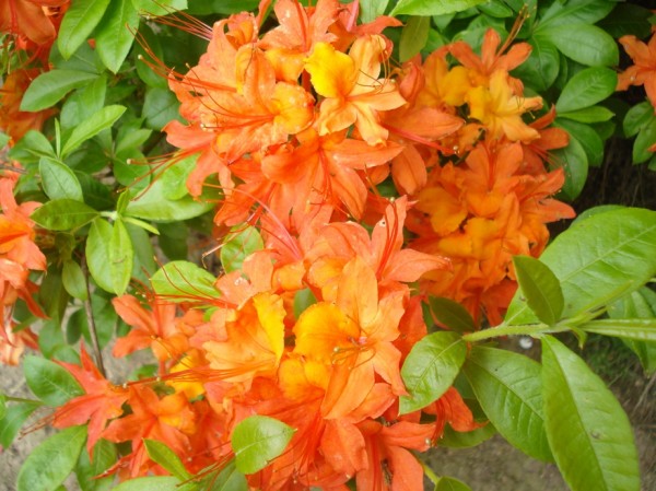 DSC07892