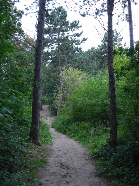 DSC09175