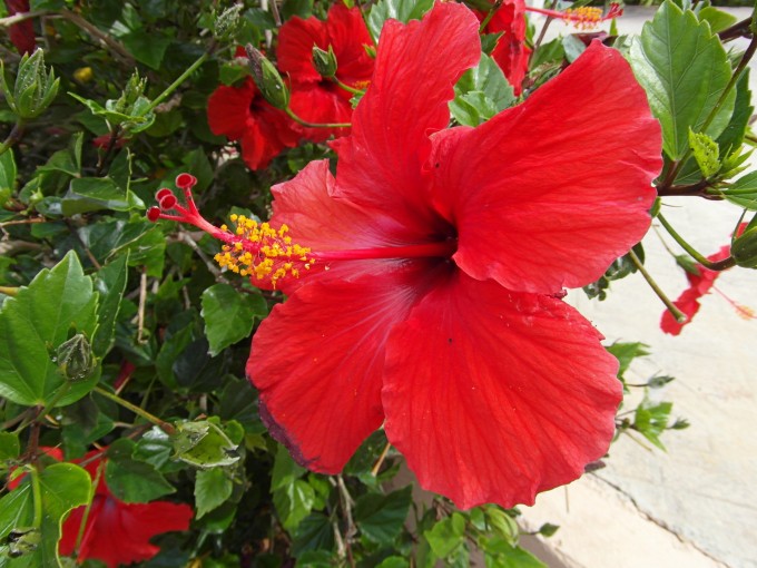 SAM_0508